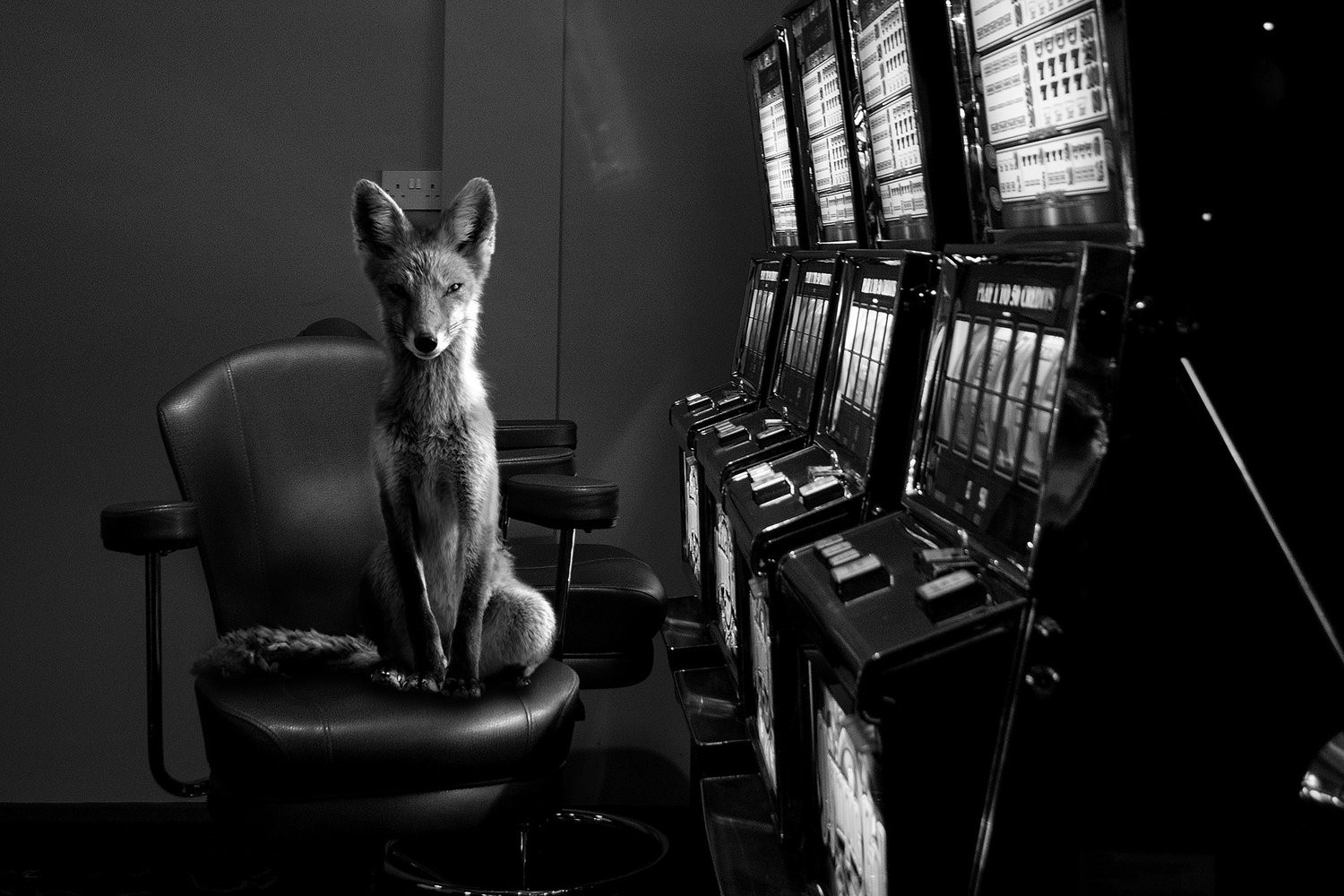 Totem Fox, Jason McGroarty